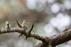 David Plant Photography - Wildlife Photography - Tree pipit - C