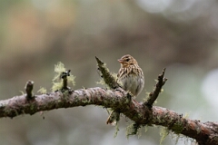David Plant Photography - Wildlife Photography - Tree pipit - D