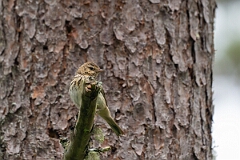 David Plant Photography - Wildlife Photography - Tree pipit - E