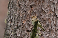 David Plant Photography - Wildlife Photography - Tree pipit - F