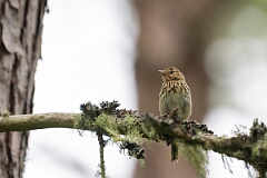David Plant Photography - Wildlife Photography - Tree pipit - G