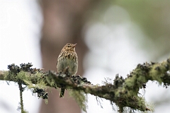David Plant Photography - Wildlife Photography - Tree pipit - H