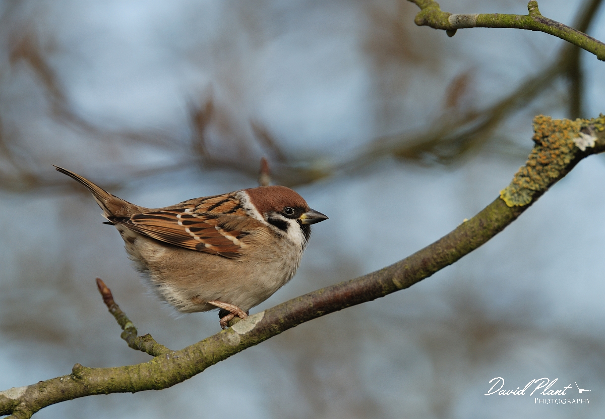 David Plant Photography - Wildlife Photographer - Tree sparrow - A.jpg - Tree sparrow - Leicestershire