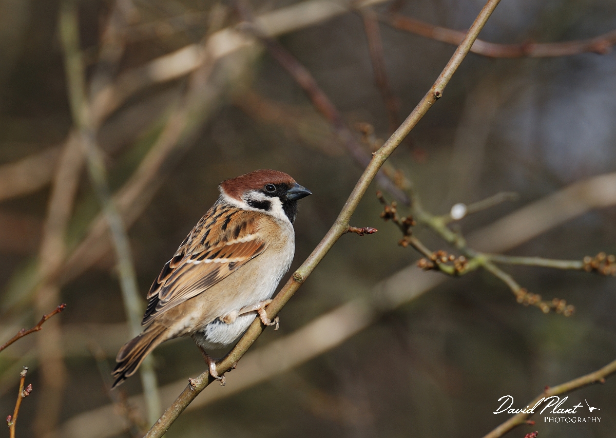 David Plant Photography - Wildlife Photographer - Tree sparrow - B.jpg - Tree sparrow - Leicestershire