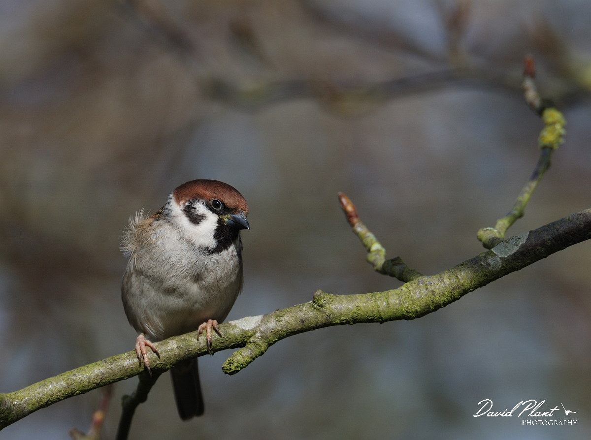 David Plant Photography - Wildlife Photographer - Tree sparrow - E.jpg - Tree sparrow - Leicestershire