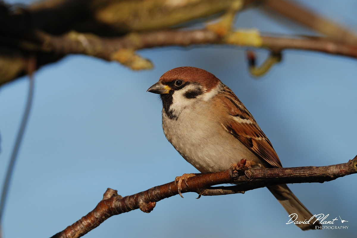 David Plant Photography - Wildlife Photographer - Tree sparrow - H.jpg - Tree sparrow - Leicestershire