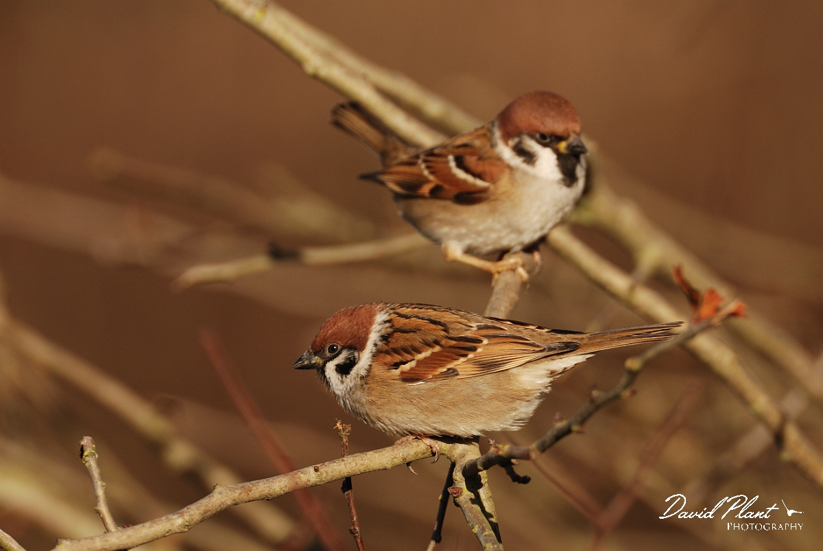 David Plant Photography - Wildlife Photographer - Tree sparrow pair - F.jpg - Tree sparrow, pair - Leicestershire