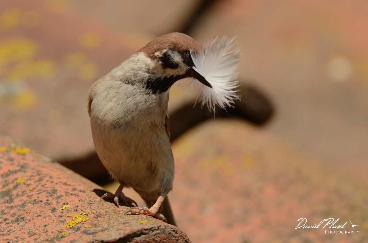 David Plant Photography - Wildlife Photography - Tree sparrow - I.jpg - Tree sparrow with feather - East Riding of Yorkshire