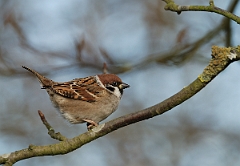 David Plant Photography - Wildlife Photographer - Tree sparrow - A