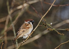 David Plant Photography - Wildlife Photographer - Tree sparrow - B