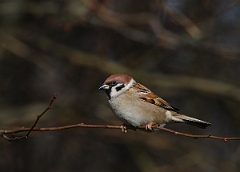 David Plant Photography - Wildlife Photographer - Tree sparrow - C