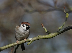 David Plant Photography - Wildlife Photographer - Tree sparrow - E