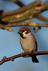 David Plant Photography - Wildlife Photographer - Tree sparrow - G