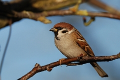 David Plant Photography - Wildlife Photographer - Tree sparrow - H