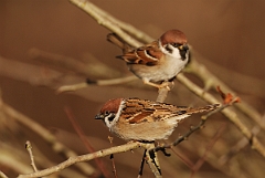 David Plant Photography - Wildlife Photographer - Tree sparrow pair - F