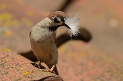 David Plant Photography - Wildlife Photography - Tree sparrow - I