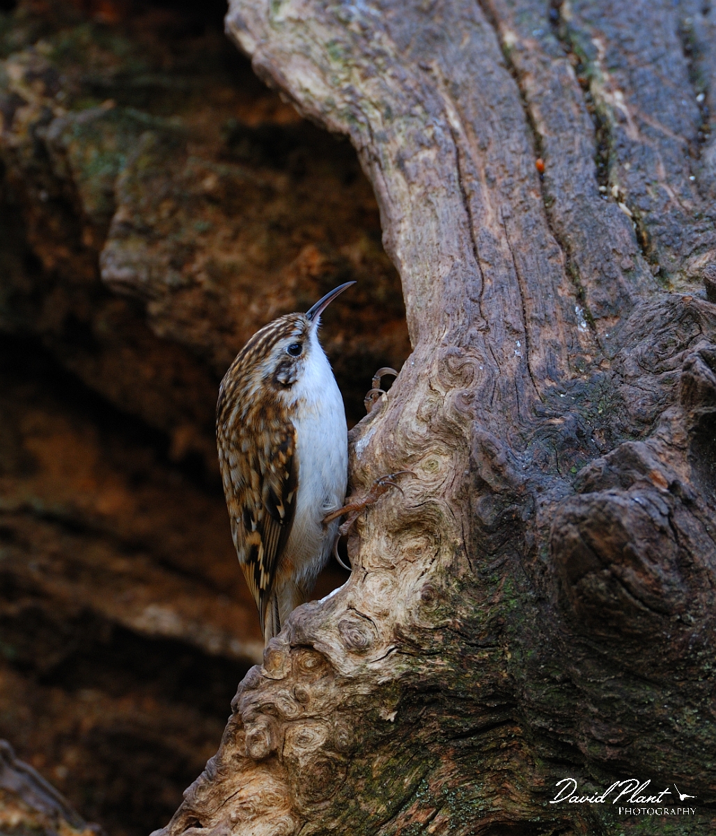 David Plant Photography - Wildlife Photographer - Treecreeper - A.jpg - Treecreeper - Forest of Dean