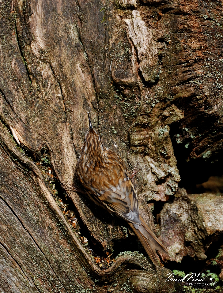 David Plant Photography - Wildlife Photographer - Treecreeper - D.jpg - Treecreeper in cryptic posture - Forest of Dean