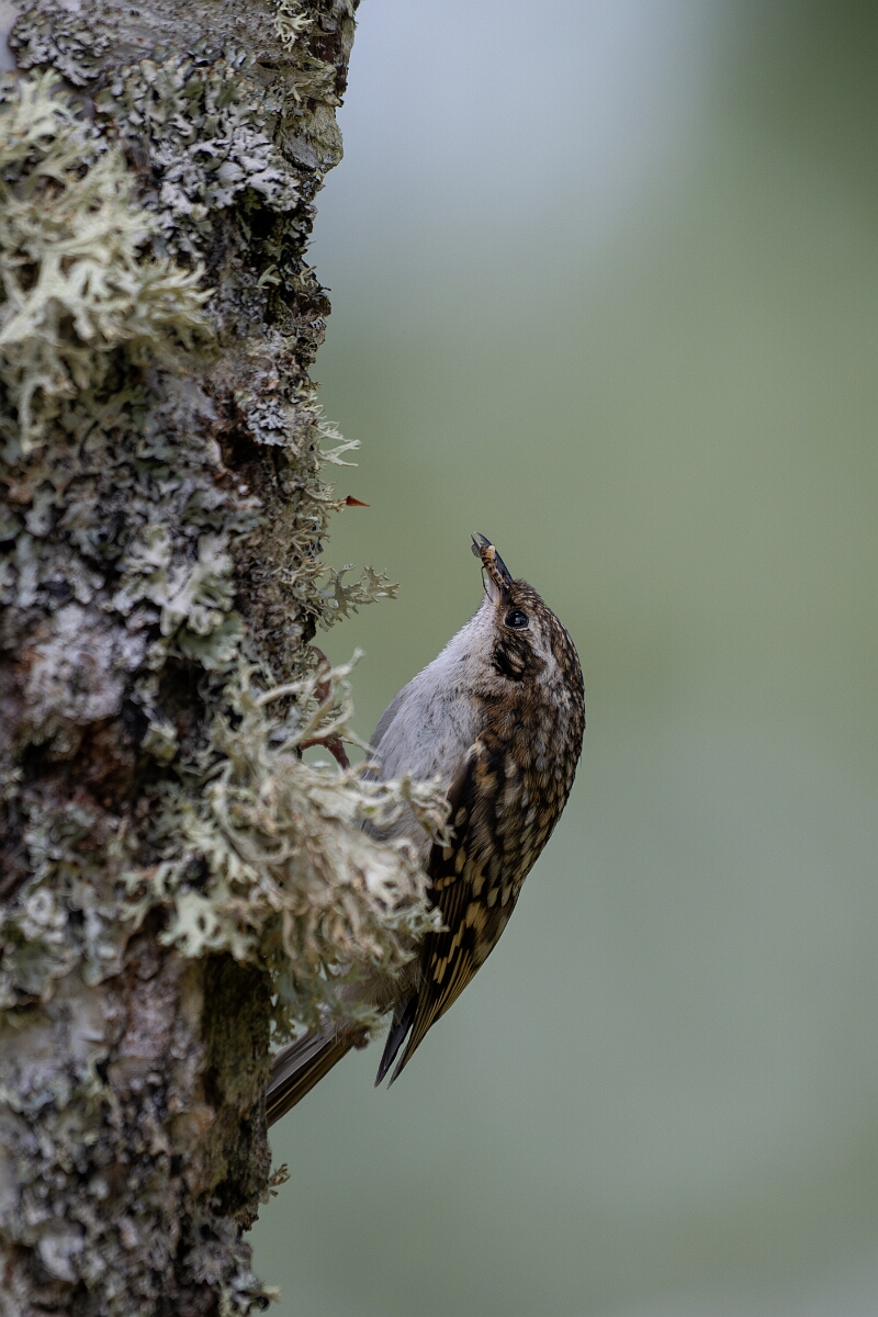 David Plant Photography - Wildlife Photographer - Treecreeper - F.jpg - Treecreeper - Cairngorms