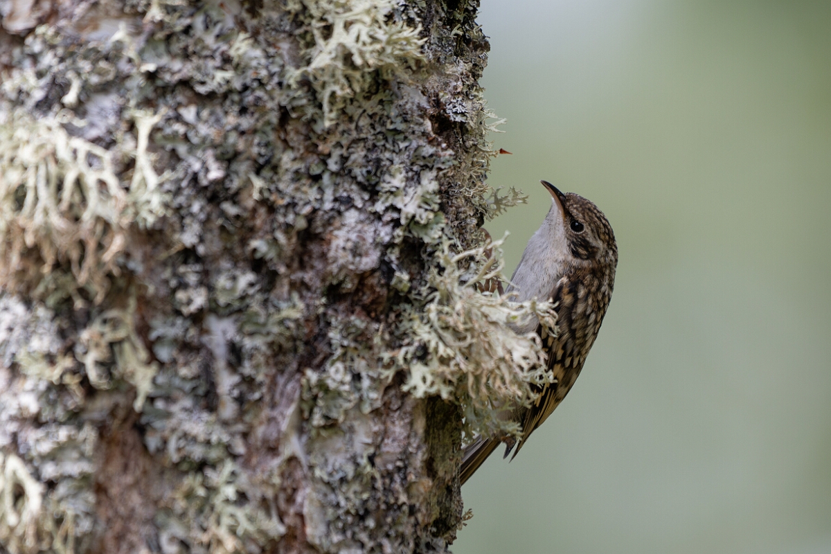 David Plant Photography - Wildlife Photographer - Treecreeper - G.jpg - Treecreeper - Cairngorms