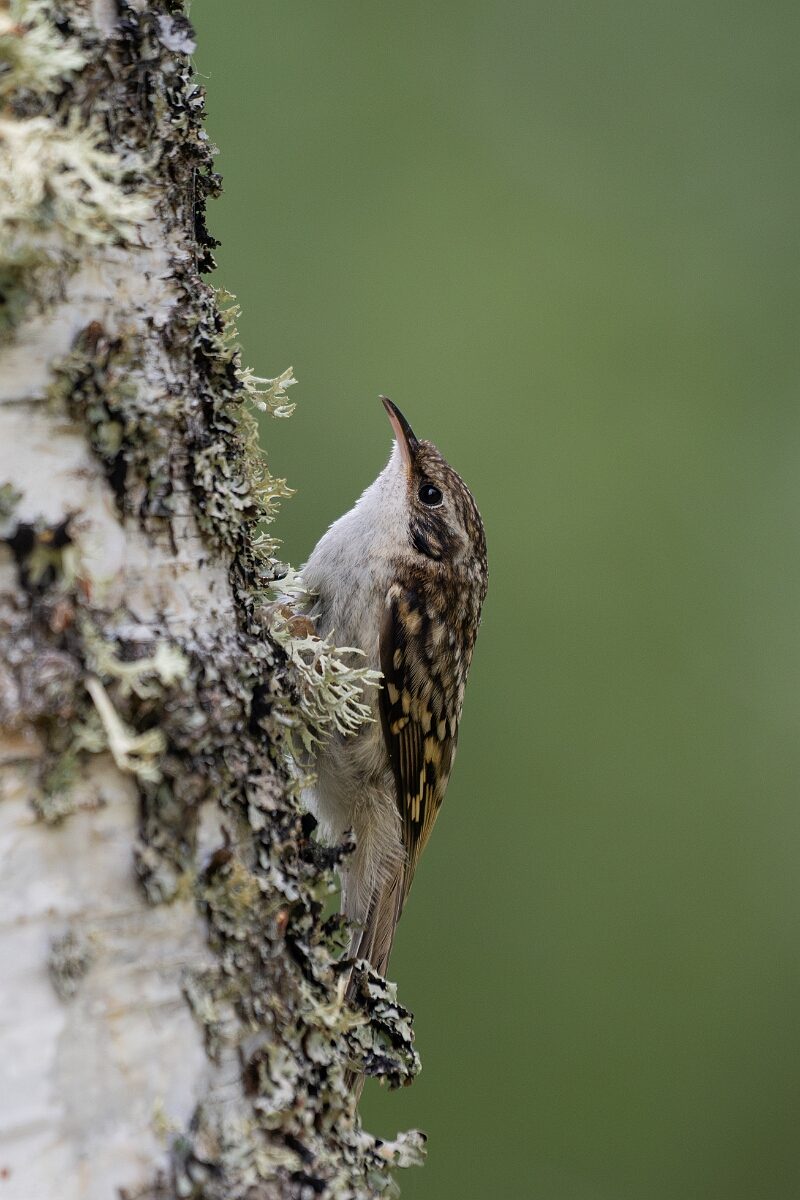 David Plant Photography - Wildlife Photographer - Treecreeper - J.jpg - Treecreeper - Cairngorms