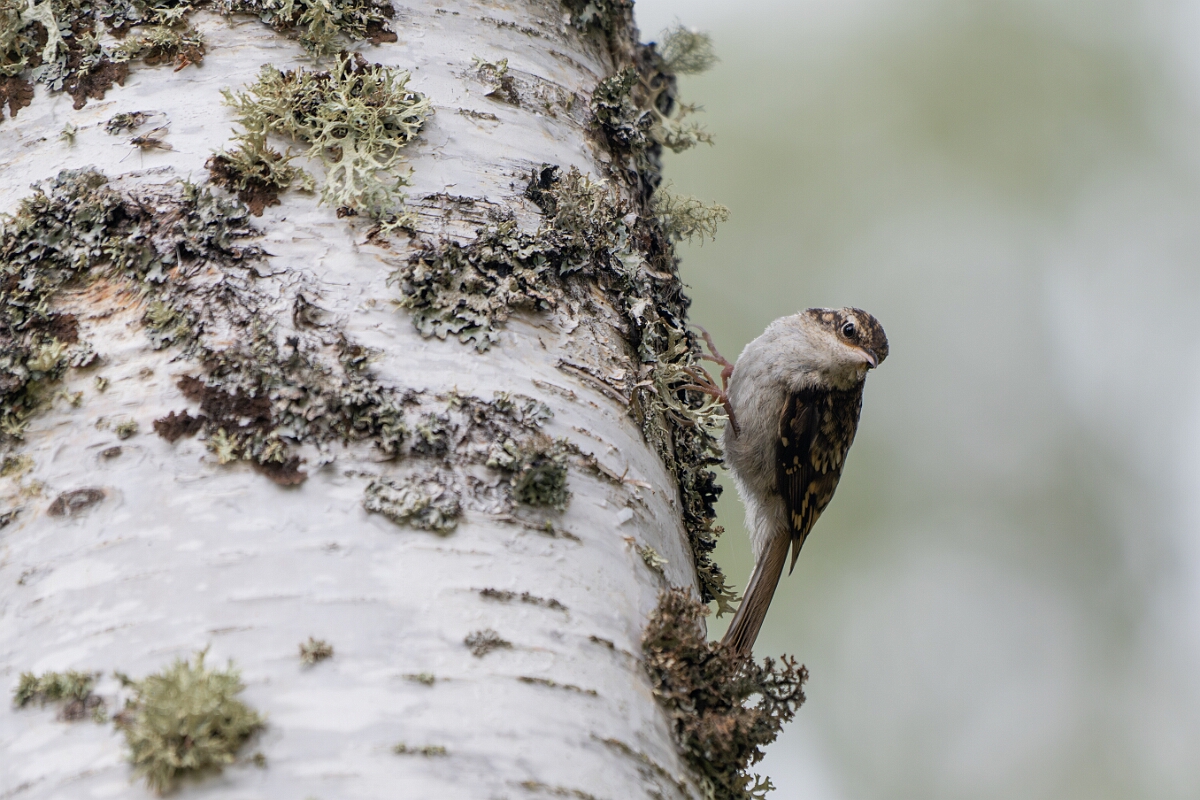 David Plant Photography - Wildlife Photographer - Treecreeper - K.jpg - Treecreeper - Cairngorms