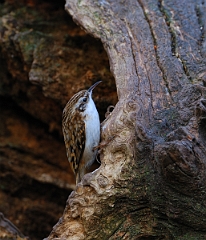 David Plant Photography - Wildlife Photographer - Treecreeper - A