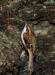 David Plant Photography - Wildlife Photographer - Treecreeper - B