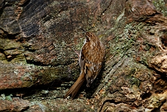 David Plant Photography - Wildlife Photographer - Treecreeper - C