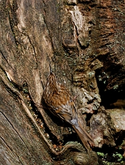 David Plant Photography - Wildlife Photographer - Treecreeper - D