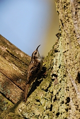 David Plant Photography - Wildlife Photographer - Treecreeper - E