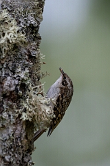David Plant Photography - Wildlife Photographer - Treecreeper - F