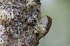 David Plant Photography - Wildlife Photographer - Treecreeper - G
