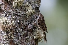 David Plant Photography - Wildlife Photographer - Treecreeper - H