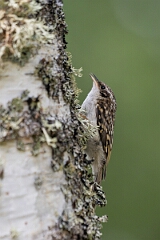 David Plant Photography - Wildlife Photographer - Treecreeper - I