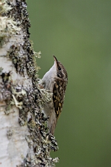 David Plant Photography - Wildlife Photographer - Treecreeper - J
