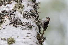 David Plant Photography - Wildlife Photographer - Treecreeper - K