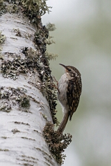 David Plant Photography - Wildlife Photographer - Treecreeper - L