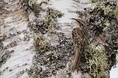 David Plant Photography - Wildlife Photographer - Treecreeper - M