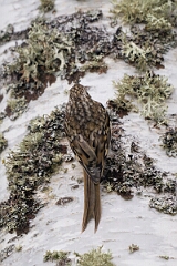 David Plant Photography - Wildlife Photographer - Treecreeper - N
