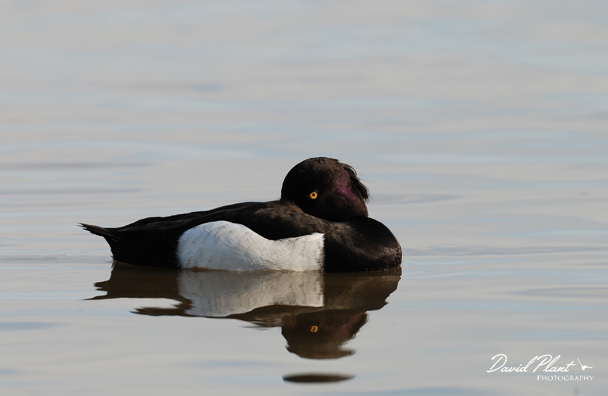 David Plant Photography - Wildlife Photographer - Tufted duck - B.jpg - Tufted duck, male - Slimbridge