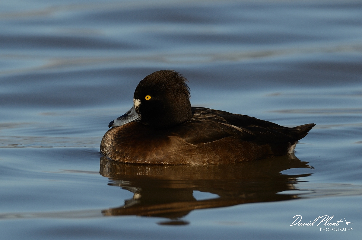 David Plant Photography - Wildlife Photography - Tufted duck - H.jpg - Tufted duck, female - Slimbridge