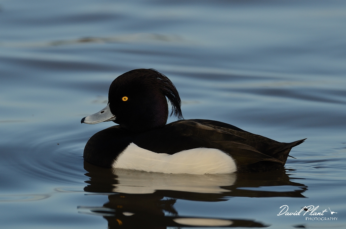 David Plant Photography - Wildlife Photography - Tufted duck - I.jpg - Tufted duck, male - Slimbridge