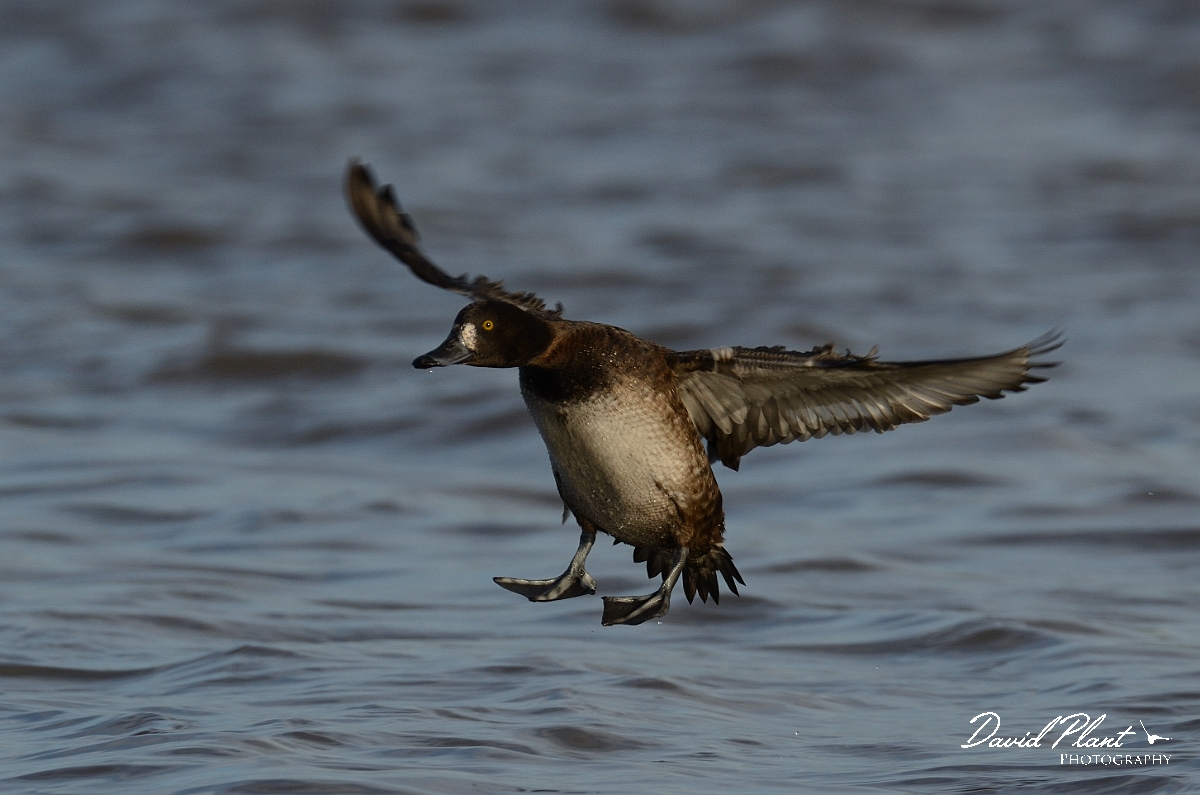 David Plant Photography - Wildlife Photography - Tufted duck - J.jpg - Tufted duck, female landing - Slimbridge