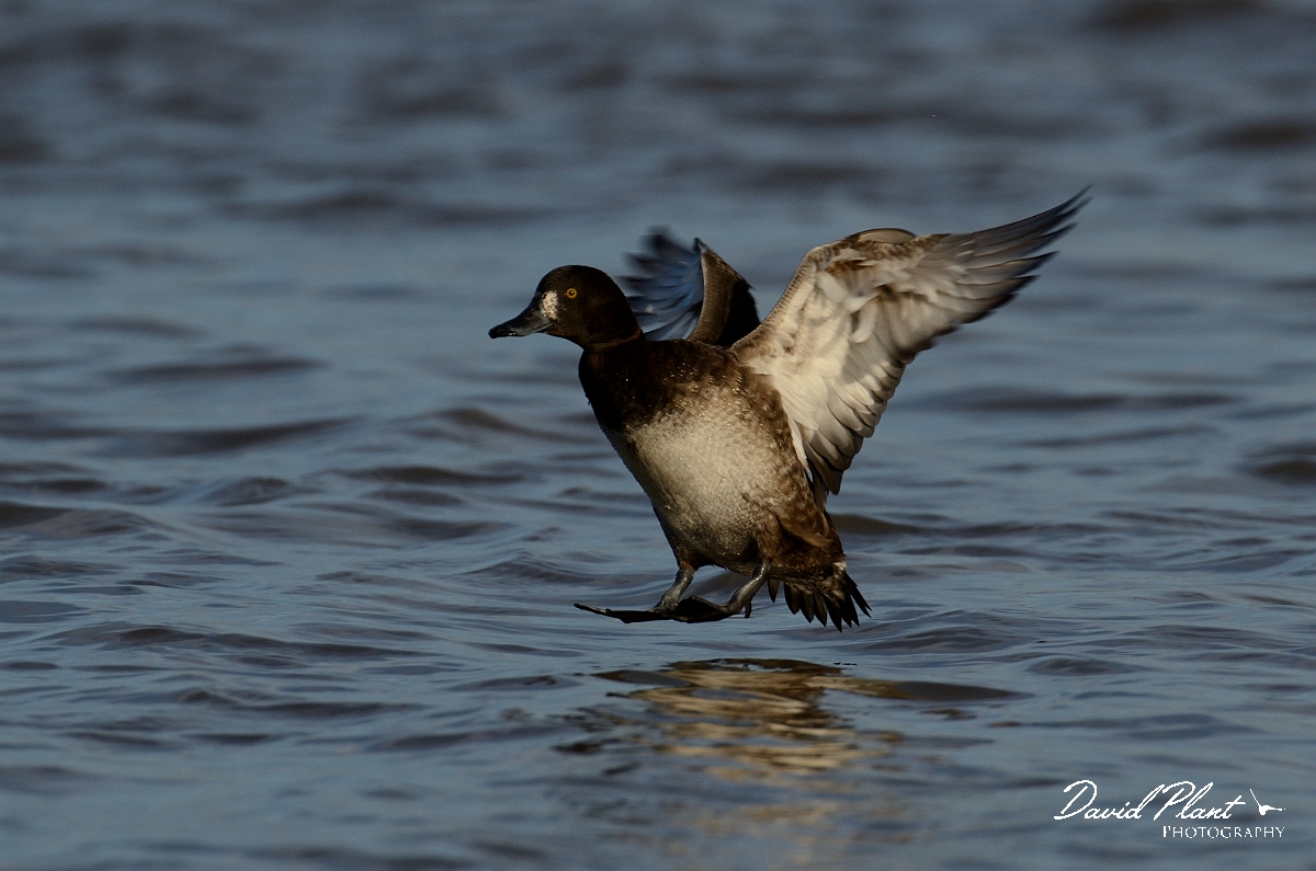 David Plant Photography - Wildlife Photography - Tufted duck - K.jpg - Tufted duck, female landing - Slimbridge