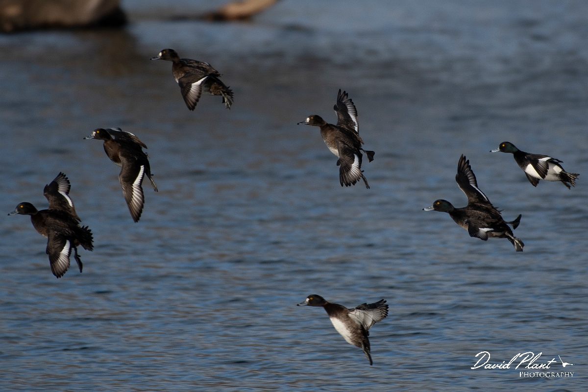 David Plant Photography - Wildlife Photography - Tufted duck - N.jpg - Tufted duck flock - Cambridgeshire