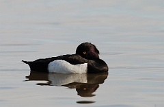 David Plant Photography - Wildlife Photographer - Tufted duck - B
