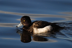 David Plant Photography - Wildlife Photographer - Tufted duck male - D