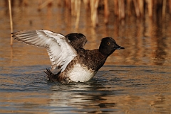 David Plant Photography - Wildlife Photography - Tufted duck - F
