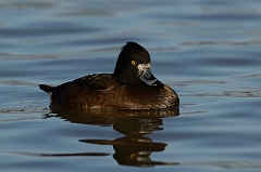David Plant Photography - Wildlife Photography - Tufted duck - G
